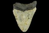 Bargain, Fossil Megalodon Tooth - North Carolina #124802-2